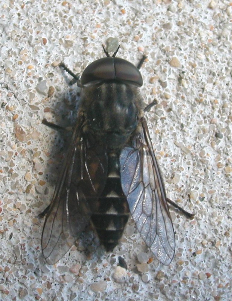 Tafano maschio